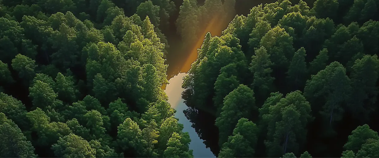 Forest with sunlight